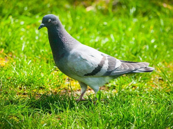 Pigeon in the grass — Stock Photo, Image