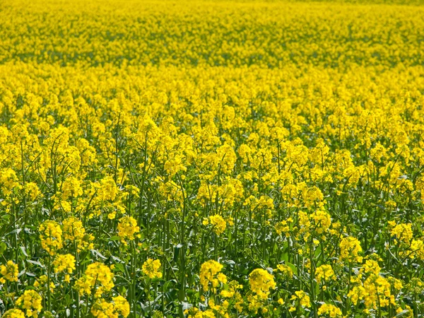 Campo amarillo de planta de colza — Foto de Stock