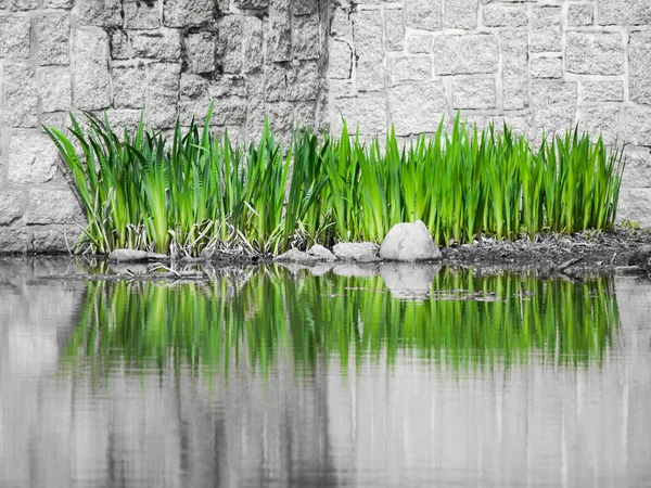 庭湖の背景 — ストック写真