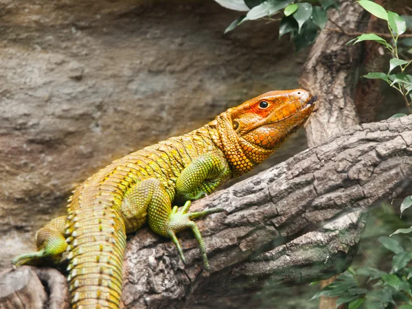 Lagarto caiman do norte sentado na árvore — Fotografia de Stock