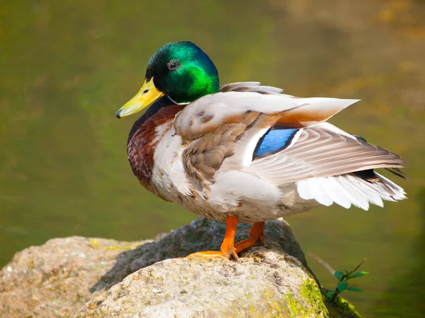 Colorful drake sitting on the rock — Stock Photo, Image