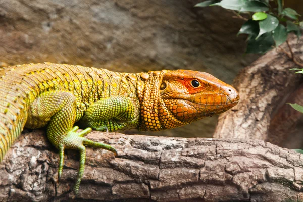 Northern caiman lizard sitting on the tree — Stock Photo, Image