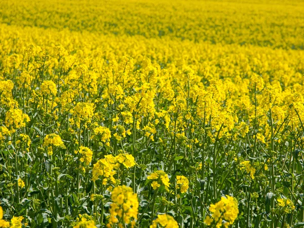 Campo amarillo de planta de colza — Foto de Stock