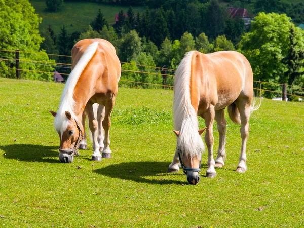 Two grazing palomino horses — Stock Photo, Image