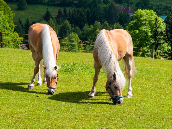 Két legeltetési palomino lovak — Stock Fotó
