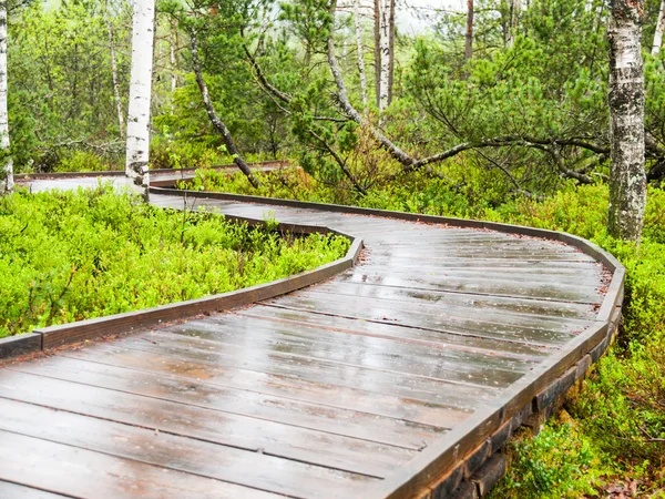 Narrow wooden path in the forest — Stock Photo, Image