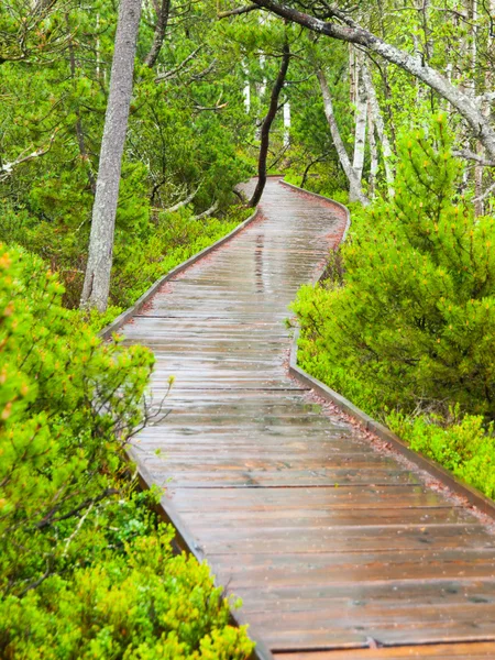 Narrow wooden path in the forest — Stock Photo, Image