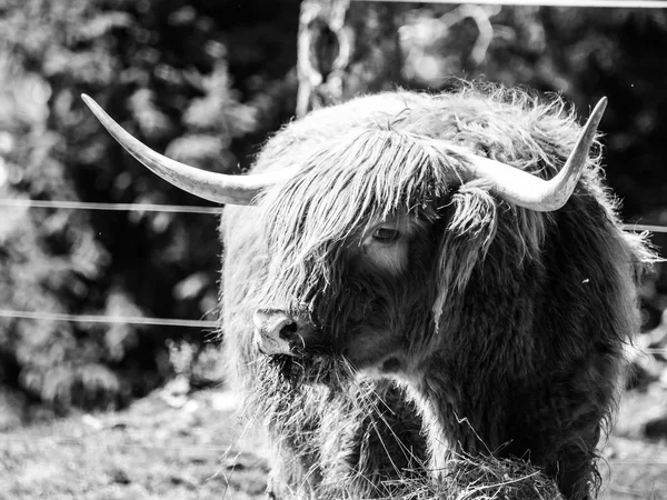 Scottish highland cow — Stockfoto