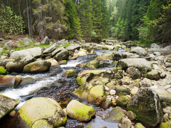 Wilderness of Vydra river — Stock Photo, Image