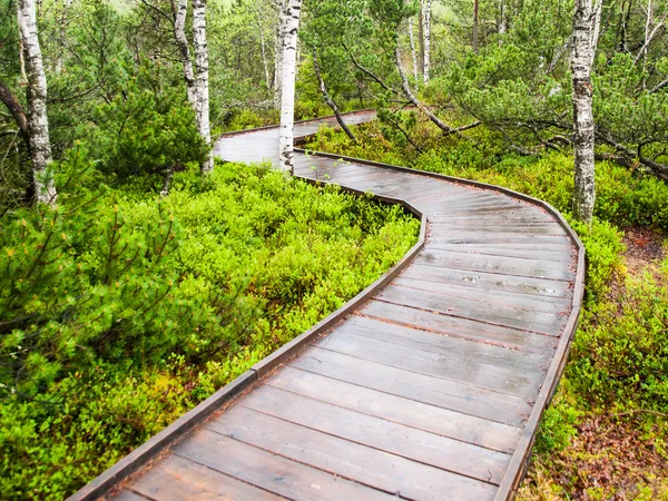 Narrow wooden path in the forest — Stock Photo, Image