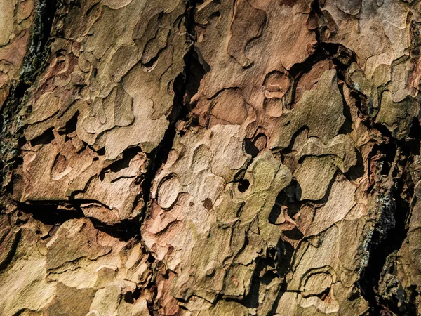 Rindenstruktur der Kiefer — Stockfoto