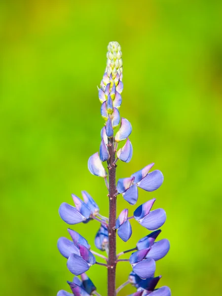 Flor de Lupina con fondo bokeh verde — Foto de Stock