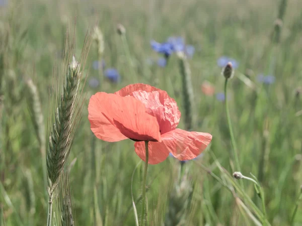 Fleur de pavot rouge dans le champ de maïs vert — Photo