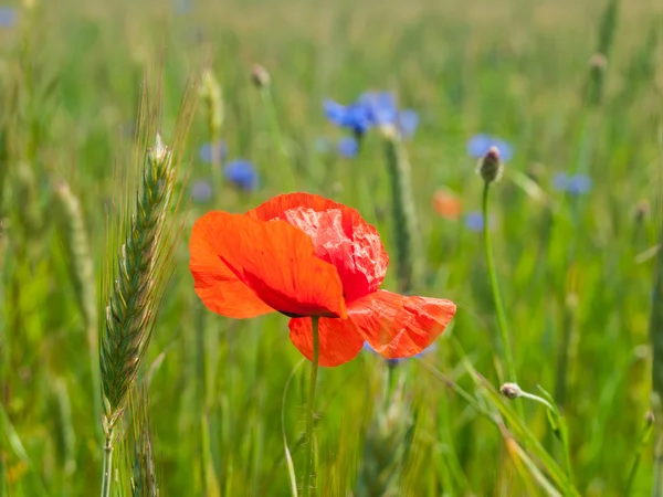 Fleur de pavot rouge dans le champ de maïs vert — Photo