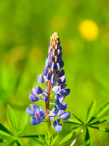 Vlčí květ s pozadím zelené bokeh — Stock fotografie