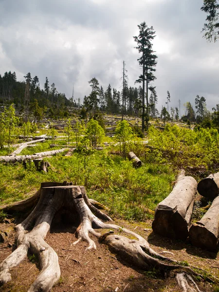 Windfall in forest after storm — Stock Photo, Image