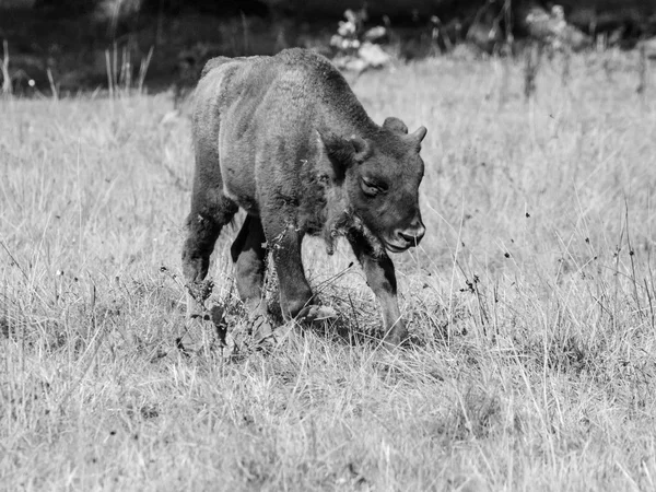 Jonge Europese hout bizon in Bialowieza oerbos — Stockfoto