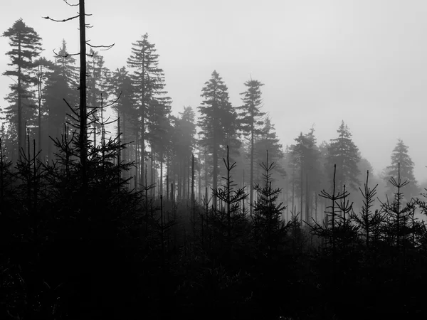 Tree silhuetter på dimmig dag — Stockfoto