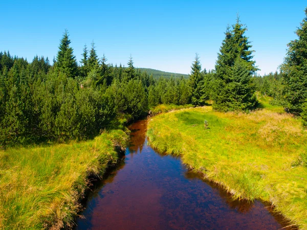 Small mountain creek on sunny day — Stock Photo, Image
