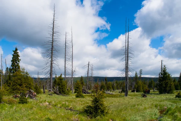 Dead trees in the middle of Great Jizera Plain — Stock Photo, Image