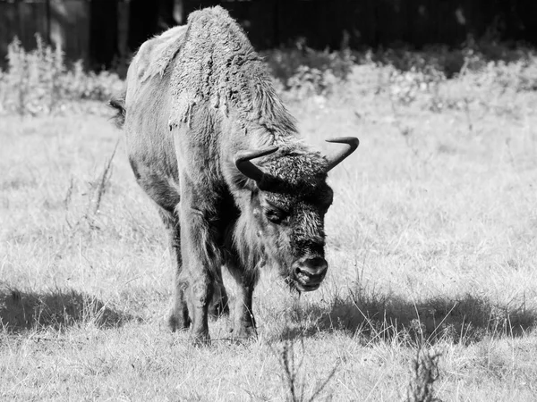 Evropská bizon v Bělověžského pralesa — Stock fotografie