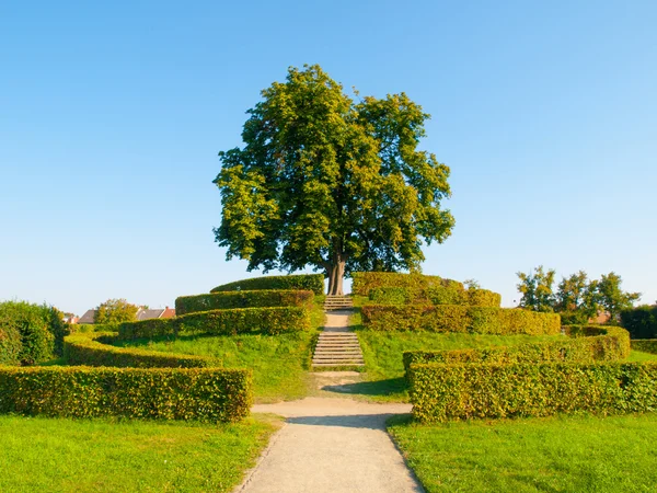 庭園の丘の上の緑豊かな緑の落葉樹 — ストック写真