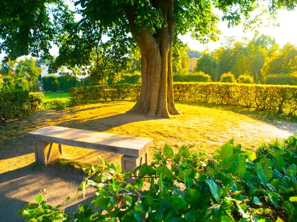 夏の間公園の木の下で庭のベンチ — ストック写真