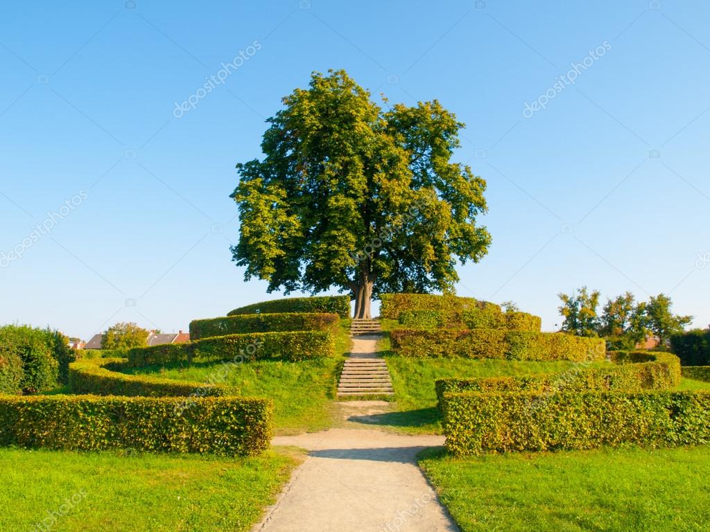Laubbaum Im Garten inselstaat im pazifik