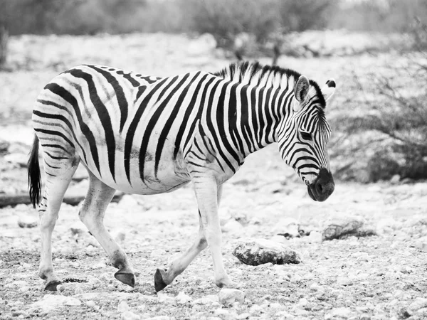 Lonesome zebra promenad — Stockfoto