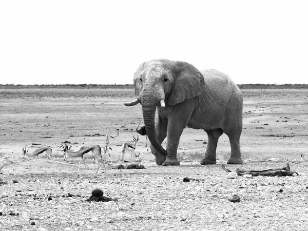 Elefante e impala — Foto Stock