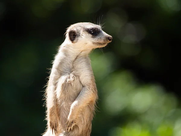 Meerkat σε επιφυλακή — Φωτογραφία Αρχείου