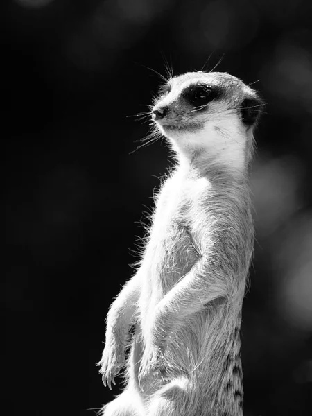 Meerkat em alerta — Fotografia de Stock