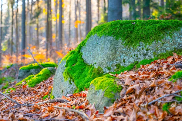 Paisagem florestal de outono — Fotografia de Stock