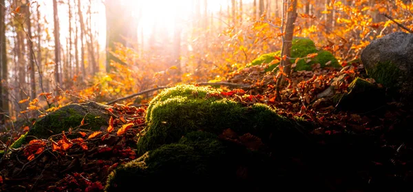 Осенние лесные пейзажи — стоковое фото