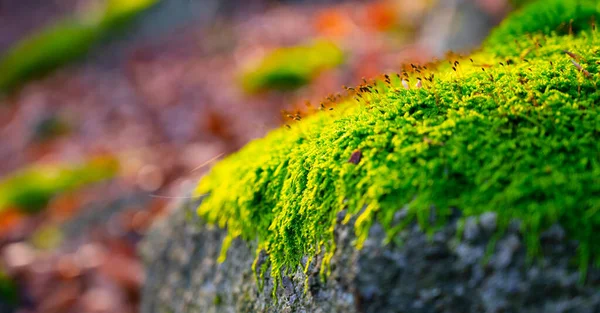 Herbstliche Waldkulisse — Stockfoto