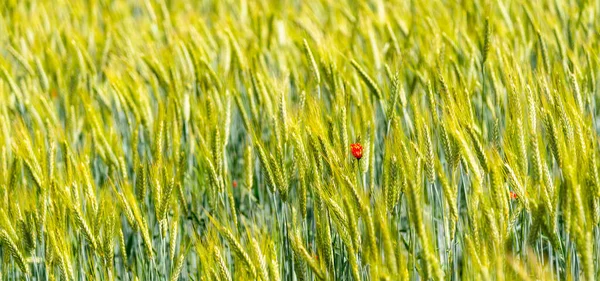 Campo de grano verde. Muchas espigas de grano en el día soleado. Tema agrícola rural — Foto de Stock