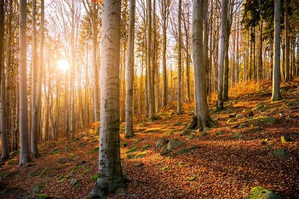 Sonnenstrahlen im herbstlichen Wald — Stockfoto