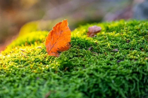 Herbstliche Waldkulisse — Stockfoto