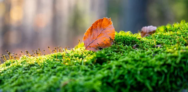 Autumn forest scenery — Stock Photo, Image