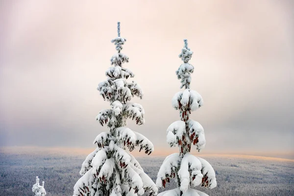 Trees covered by snow. Winter in mountain forest. — Stock Photo, Image