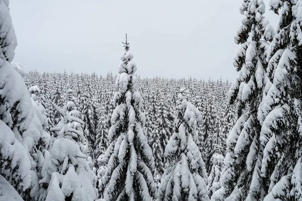 Árboles cubiertos de nieve. Invierno en bosque de montaña. — Foto de Stock