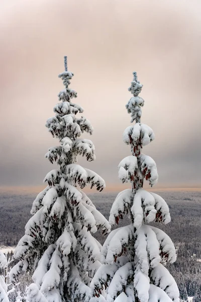 Árboles cubiertos de nieve. Invierno en bosque de montaña. — Foto de Stock