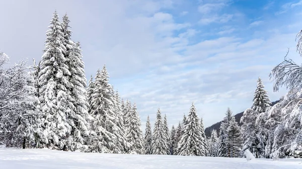 Trees covered by snow. Winter in mountain forest. — Stock Photo, Image