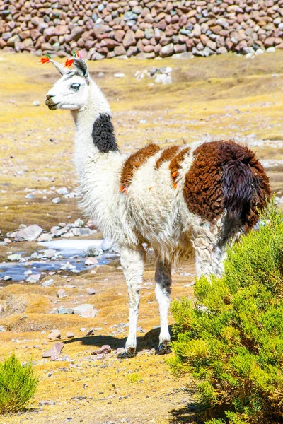 Llama - south american mammal — Stock Photo, Image