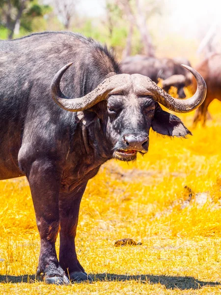 African buffalo in savanna