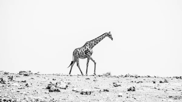 Girafa cansada caminha no horizonte — Fotografia de Stock