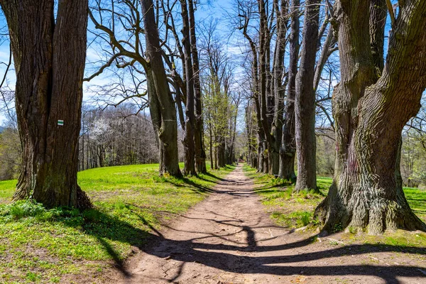 Linden árvore beco com estrada de campo empoeirado — Fotografia de Stock