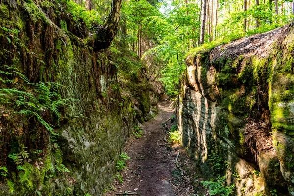 Forest road dug into sandstone rock — Stock Photo, Image