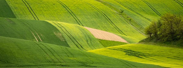 Campo agrícola ondulado da Toscana da Morávia — Fotografia de Stock