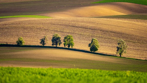 Kastanienbäume auf welligem Acker — Stockfoto